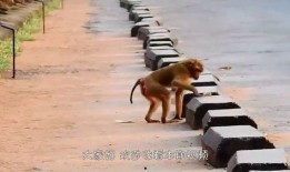 猴子爆料最新消息视频播放,揭秘最新消息视频幕后真相